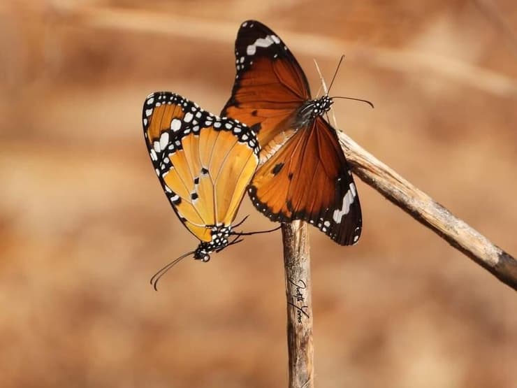 זוג פרפרים בפארק ראש ציפור