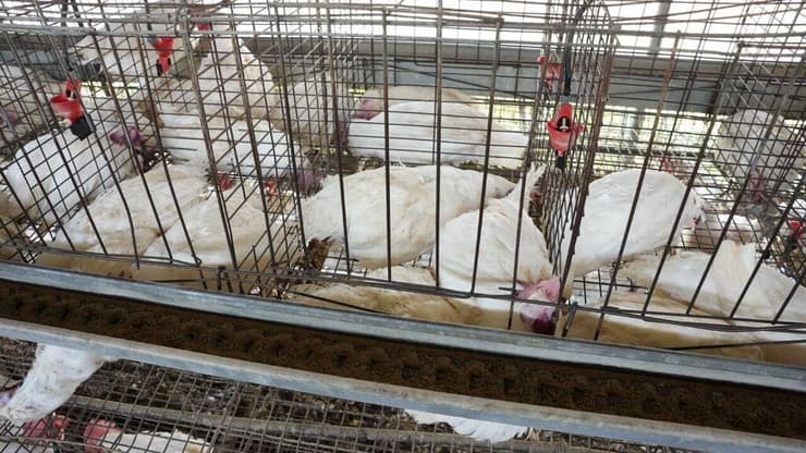 תמותת עופות חריגה בלולים בעקבות החום הכבד