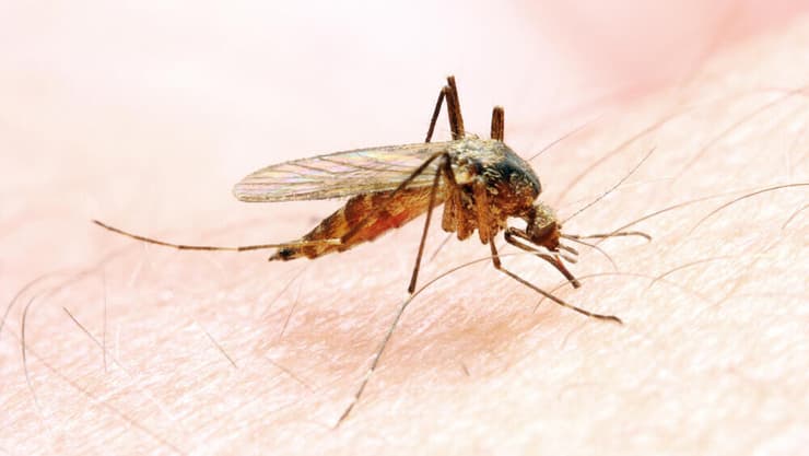 מאות מקרי תחלואה ועשרות מקרי מוות בקונגו כתוצאה ממלריה חריפה (צילום: shutterstock) עקיצת יתושת אנופלס שגורמת למלריה