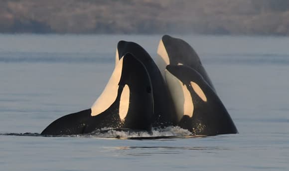 לסבתות אורקות יש תפקיד חשוב בלהקה. ארבע אורקות מציצות מהמים יחדיו | Katie Jones / Center for Whale Research  (CC BY-SA)