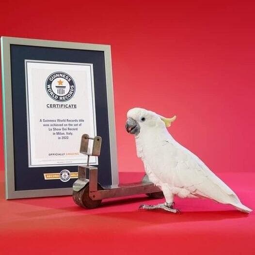 הקקדו המהיר