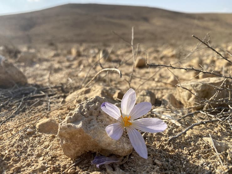 כרכום דמשקאי פורח בבורות לוץ