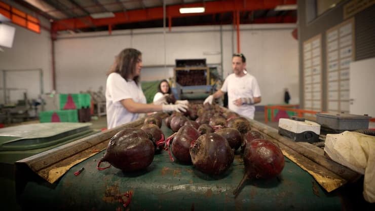מתנדבי לקט ישראל מסייעים לחקלאים