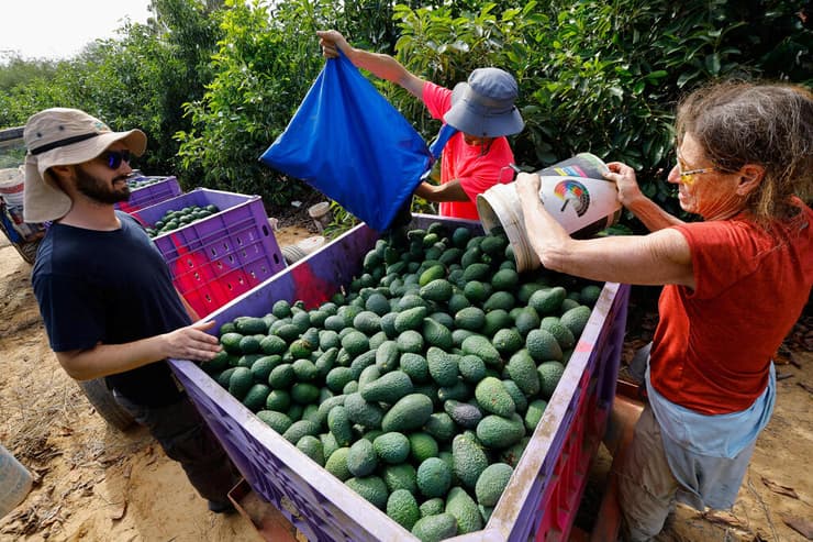 קטיף אבוקדו בקיבוץ בארי