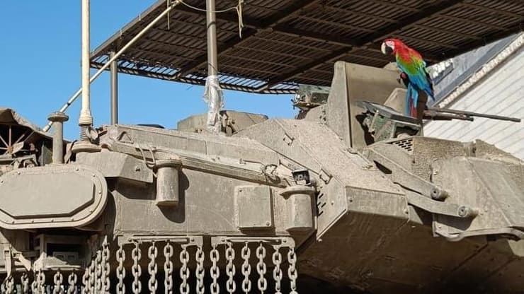 תוכי על טנק