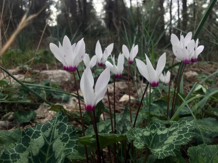 רקפות ביער בן שמן (צילום: גלעד כרמלי) רקפות ביער בן שמן