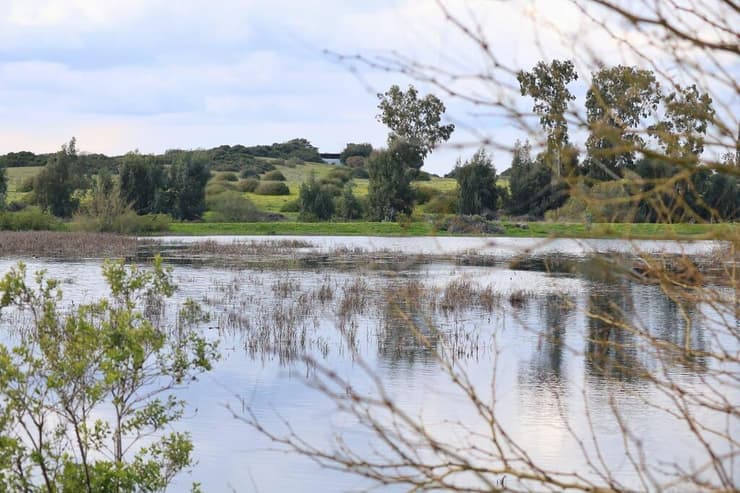 בריכת החורף ביער חדרה