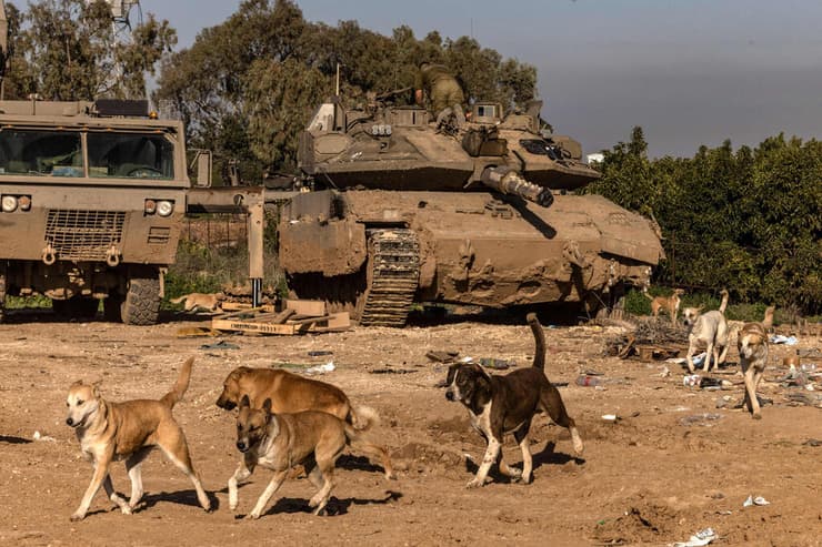 כלבים משוטטים בגבול רצועת עזה חשש מפני התפשטות כלבת