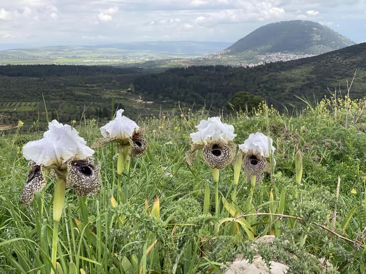 פריחת אירוס נצרתי בנוף הגליל (צילום: גלעד כרמלי) פריחת אירוס נצרתי בנוף הגליל