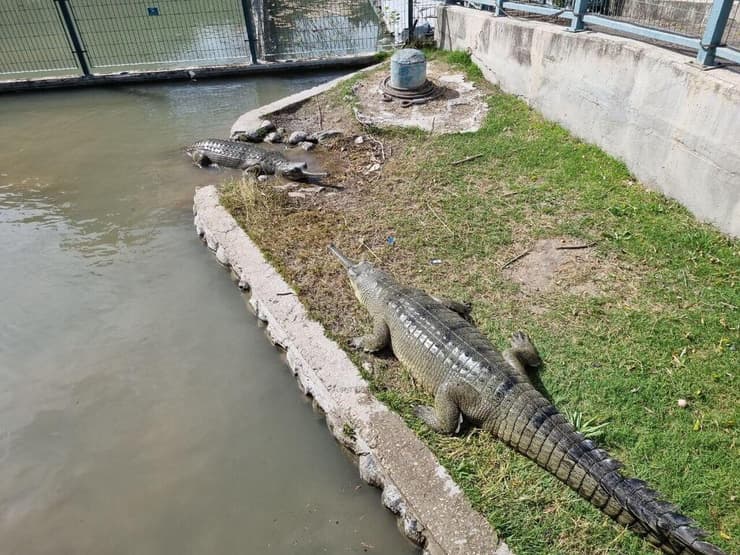 התנינים עדיין שם
