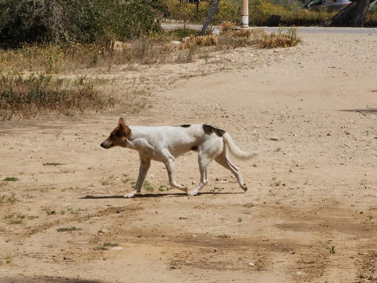 כלב משוטט בעוטף עזה
