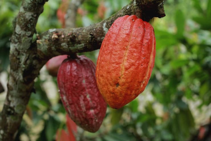 תרמילי קקאו (צילום: Shutterstock) תרמילי קקאו