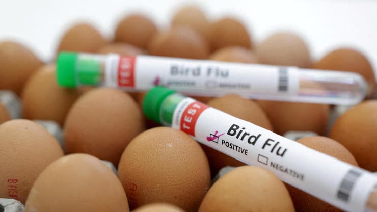 שפעת העופות עלולה לפגוע במשקי ביצים. אילוסטרציה (צילום: REUTERS/Dado Ruvic) שפעת העופות פגיעה במשקי ביצים