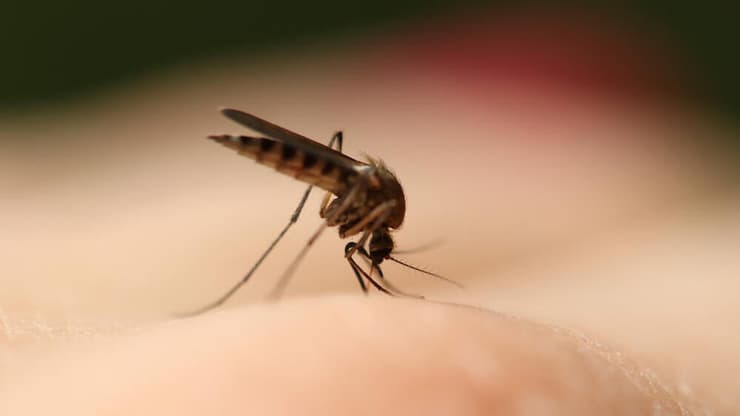עקיצת יתושת הבית יתוש הבית יתושה קולקס Culex pipiens