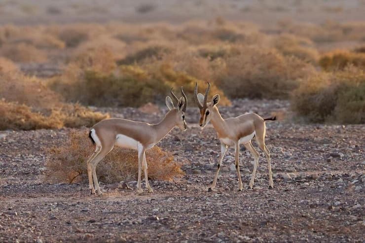 צבאים בעברונה