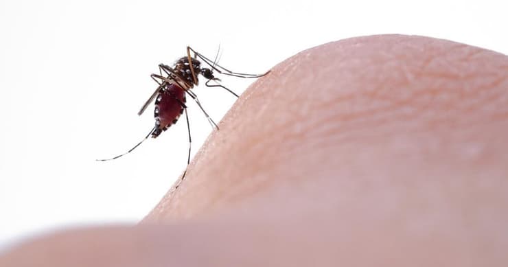 יתושת הבית עלולה להעביר את נגיף קדחת מערב הנילוס (צילום: shutterstock) יתושת הבית יתושה יתוש יתושים קדחת מערב הנילוס