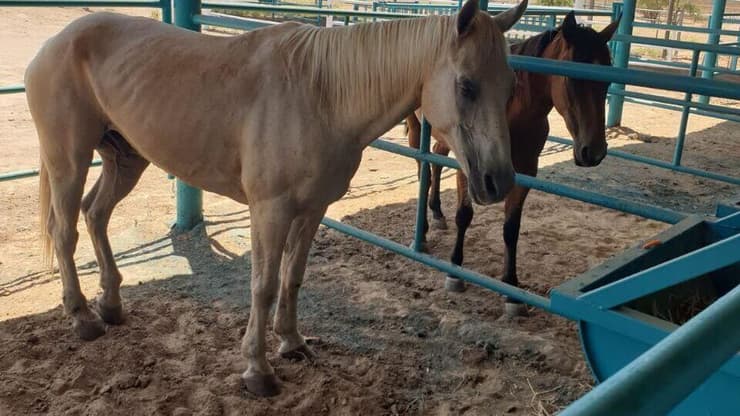  האורווה של צ'רצ'יל שנרצח בניר עוז חזרה לפעול