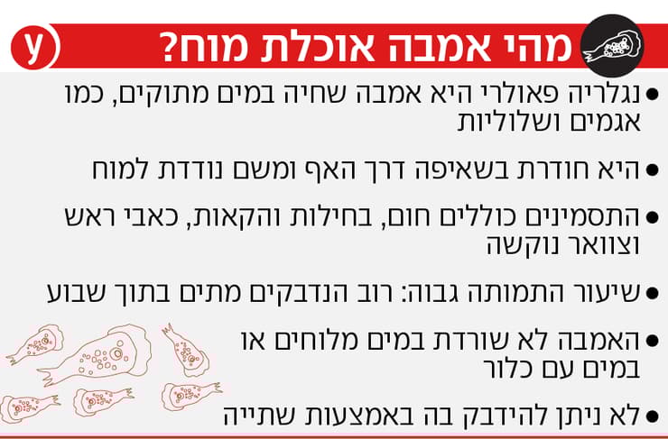 נגלריה פאולרי אמבה אוכלת מוח (צילום: shutterstock) נגלריה פאולרי אמבה אוכלת מוח