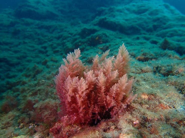 אצת אספרגון מסועף מסוג אדומיות