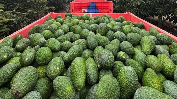 חקלאות בעוטף עזה