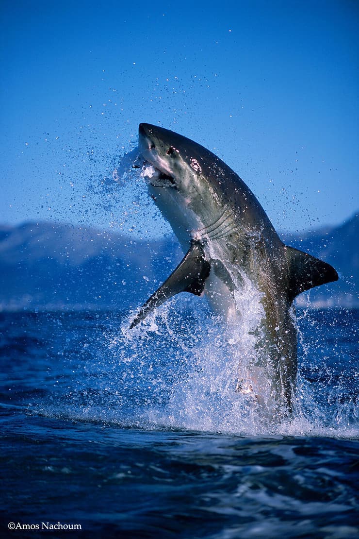 קפיצת כריש לבן