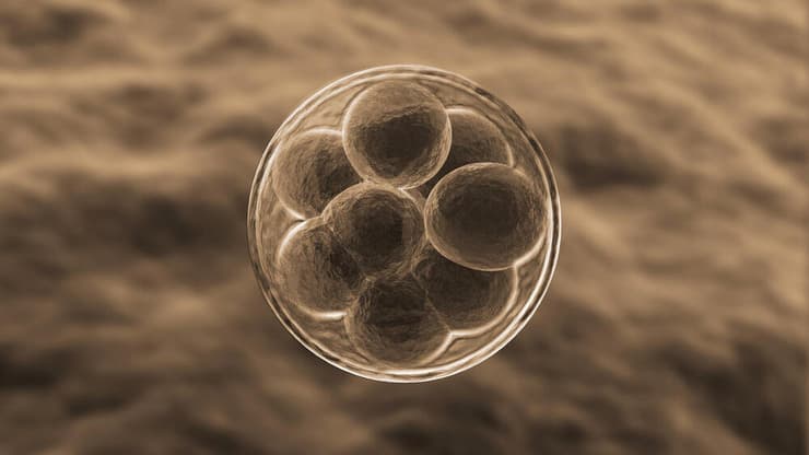 התפצלות תאים של עובר בתחילת דרכו. המדענים טרם הבינו את אופן פעולתו של תהליך ההיריון (צילום: shutterstock) עובר בתחילת דרכו
