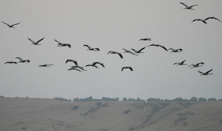 עגורים בעמק החולה