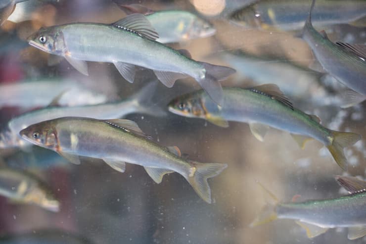 להקת דגי טרוטנית (צילום: Shutterstock) להקת דגי טרוטנית