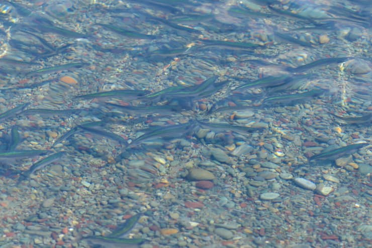 להקת דגי טרוטנית (צילום: Shutterstock) להקת דגי טרוטנית