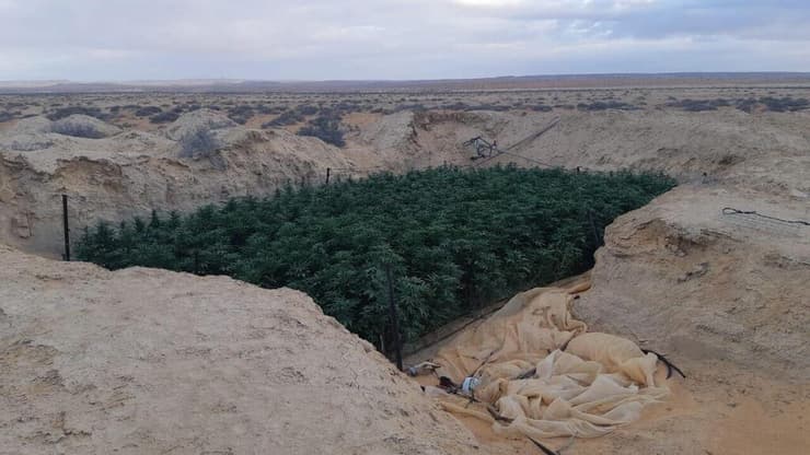 שדה קנאביס בנגב