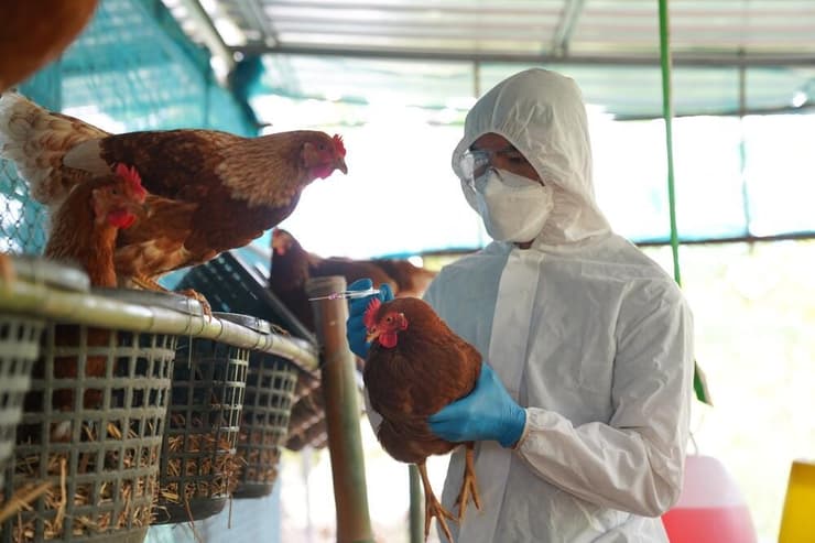 שפעת העופות H5N1 מתפשטת במהירות בארצות הברית על רקע איומים בריאותיים נוספים (צילום: Shutterstock) שפעת העופות