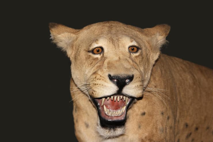 שחזור של ההומותריום ממין Homotherium serum, שהתגלה כזהה מבחינה גנטית למין Homotherium latidens שהתגלה בים הצפוני (צילום: Shutterstock) שחזור של ההומותריום ממין Homotherium serum, שהתגלה כזהה מבחינה גנטית למין Homotherium latidens שהתגלה בים הצפוני