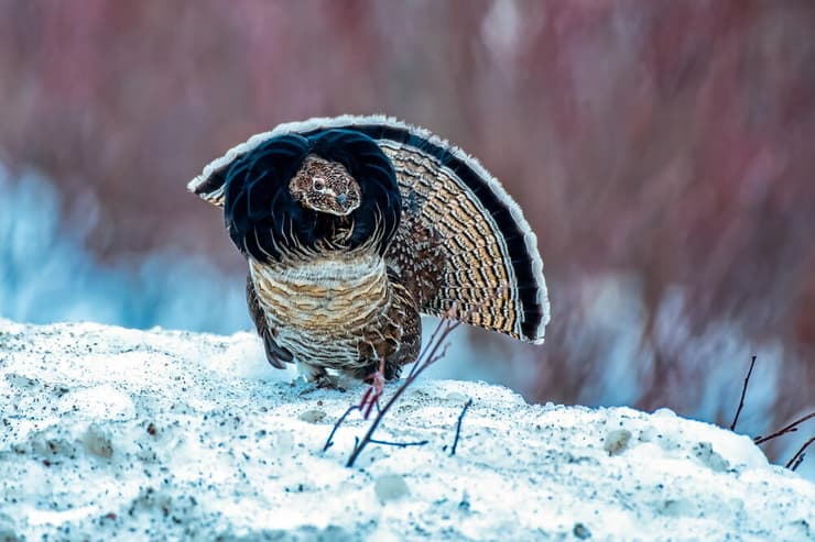 שֶׂכְוִי הצווארון 