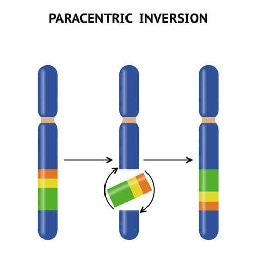 השינויים נבעו כנראה מאינוורסיה כרומוזומלית – תהליך שבו מקטע ב-DNA מתהפך, מהראש לזנב, ומתחבר לשאר הרצף כשהוא הפוך