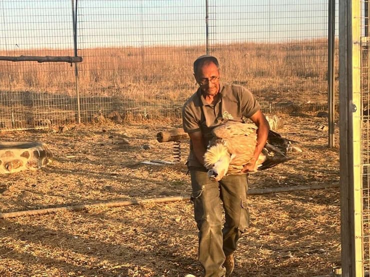 מביאים את הנקבה