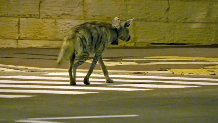 צבועה שהייתה מסתובבת באופן קבע במודיעין, אך נדרסה למוות על כביש 443