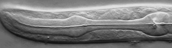 לוע של C. elegans