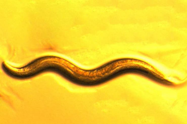  C. elegans