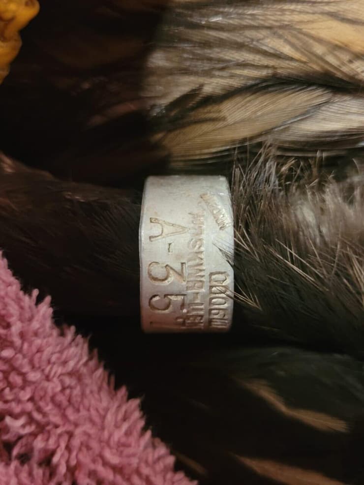 הטיבוע על העיט (צילום: ניר נדיבי) הטיבוע על העיט