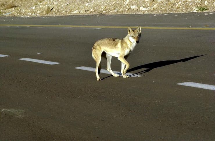 זאב משוטט על הכביש, סמוך לעין גדי