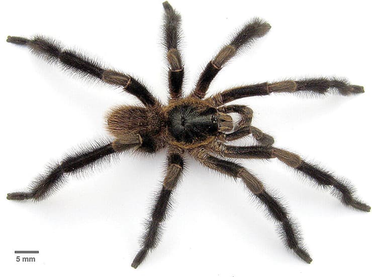 עכביש זכרי ממין הטרנטולה החדש Trichopelma grande (צילום: David Ortiz, Journal of Natural History) עכביש זכרי ממין הטרנטולה החדש Trichopelma grande
