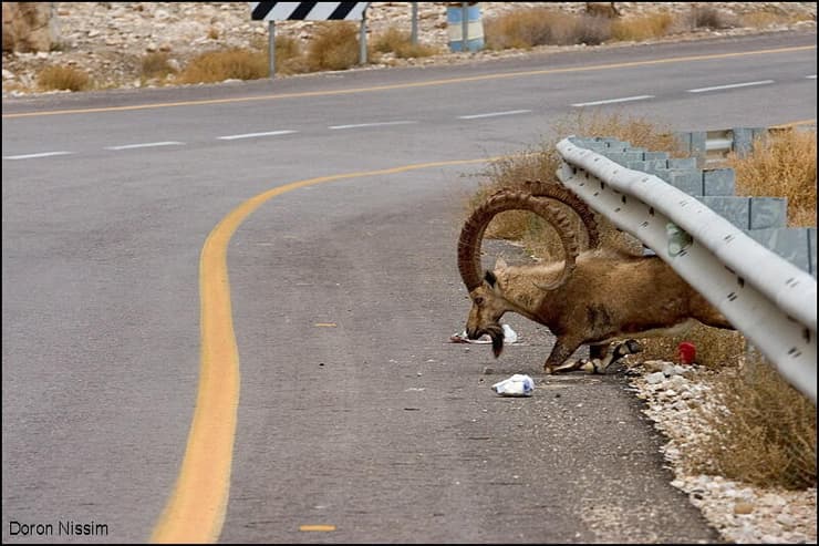 יעל עובר מתחת למעקה בטיחות כדי לחצות כביש