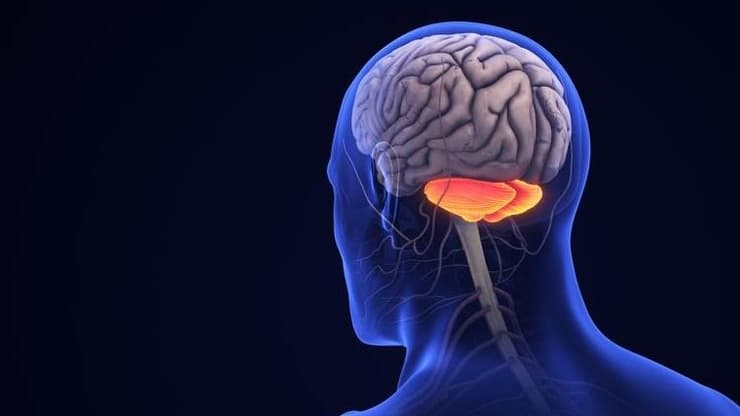 הצרבלום (המוח הקטן) אחראי על תפקודים קריטיים כמו קואורדינציה, שווי משקל ותנועות מדויקות של השרירים (צילום: Shutterstock) המוח הקטן