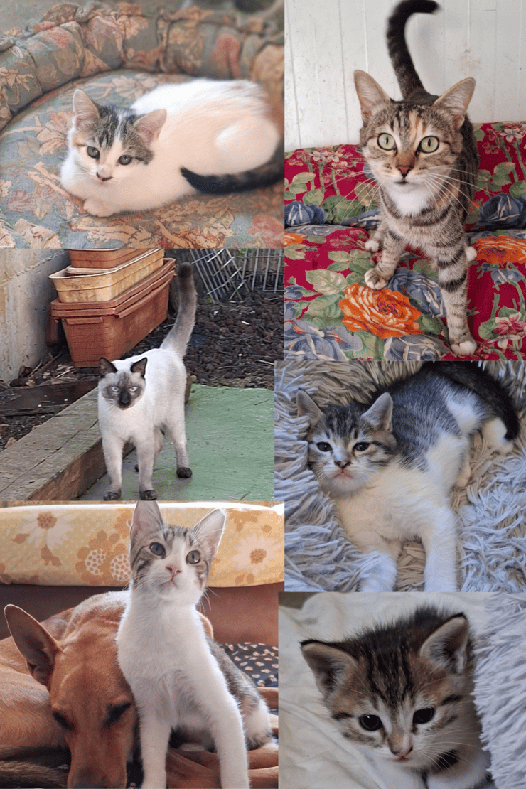 גורי חתולים