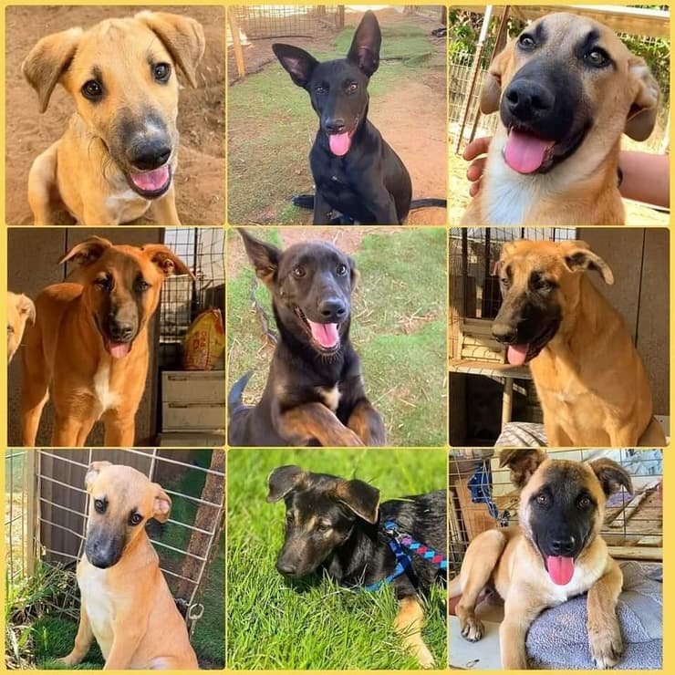 גורים מתוקים