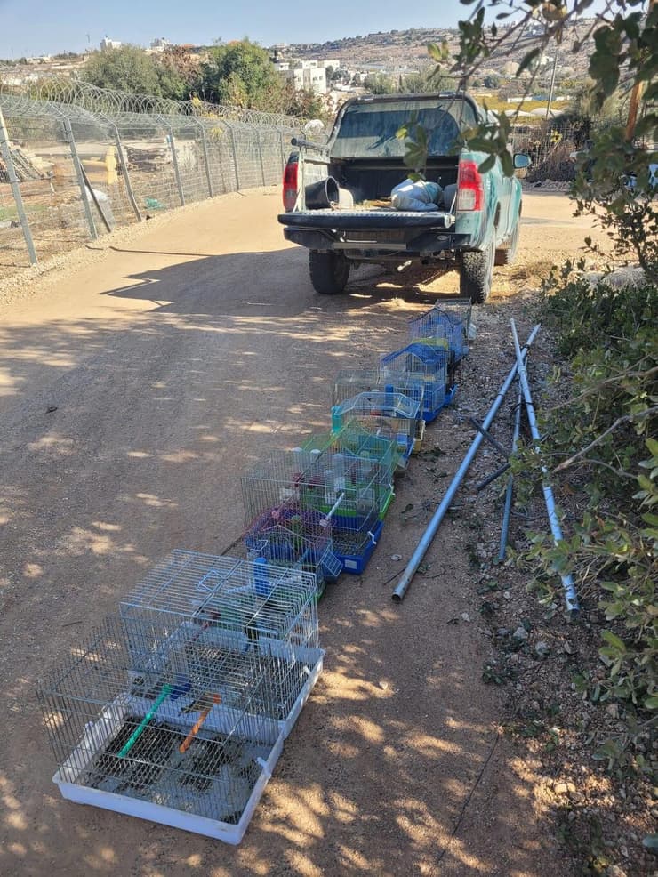 הציפורים בכלובים