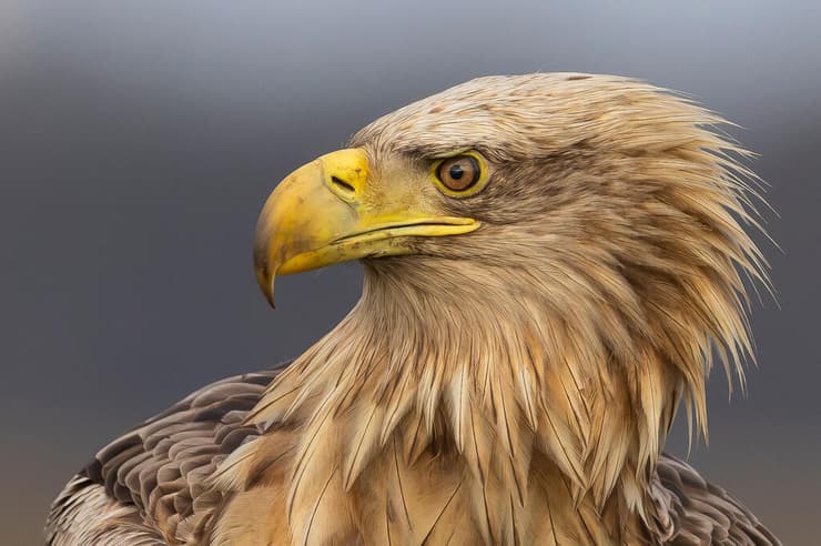 עיטם לבן זנב