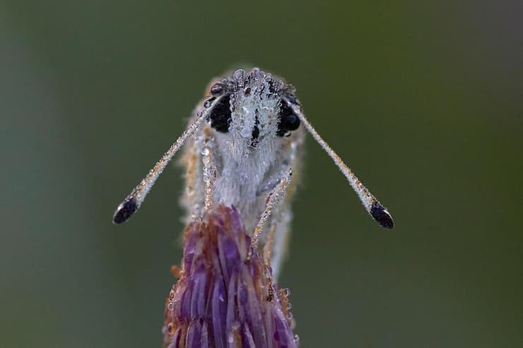 ניקדית הוורדיים