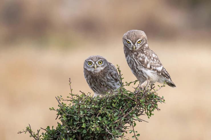כוסי חורבות