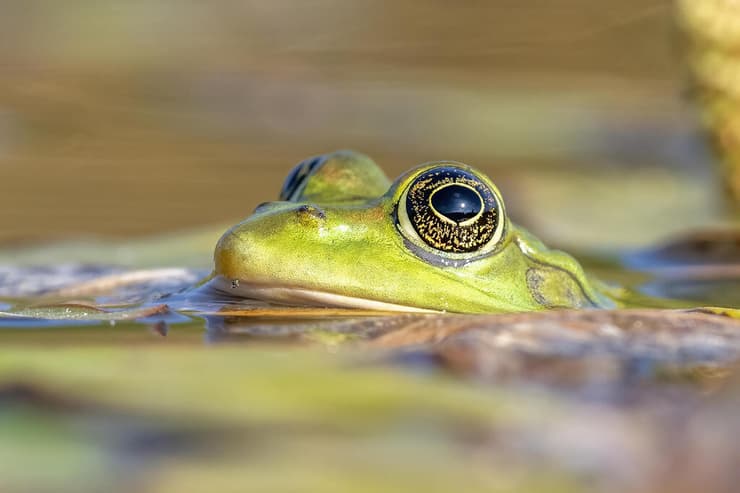 צפרדע נחלים